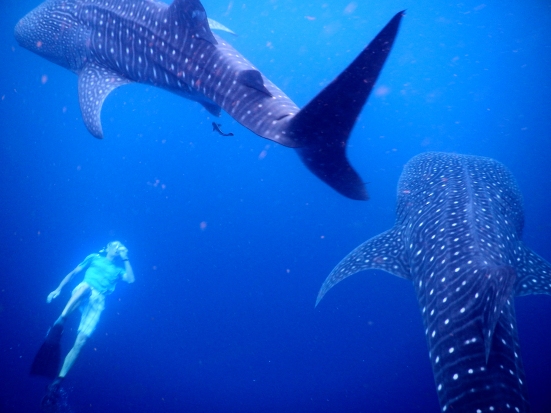 Martin and Whale Sharks Indonesia